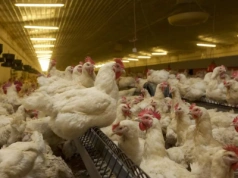 Jakie prognozy na 2026 dla rynku drobiu i jaj?