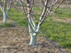 Rozsyp pod drzewami owocowymi. Tak ochronisz je przed śniegiem i mrozem