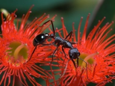 Uważaj na feriach: śmiertelne niebezpieczeństwo w ciepłych krajach, które ledwo dostrzeżesz gołym okiem. Roznoszą choroby i pasożyty!