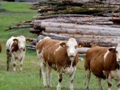 Chiny wznawiają import irlandzkiej wołowiny