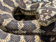 Koszmar po przebudzeniu. 