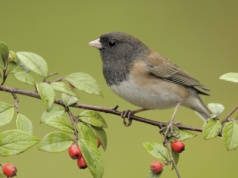 Ewolucja przyspieszyła. Pojawiający się w Polsce ptak zmienił dziób