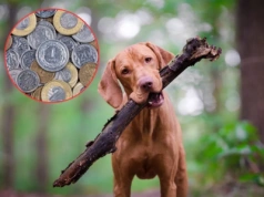 Masz psa? Sprawdź, ile wynosi podatek w 2026 roku