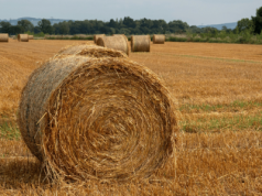 Sennik siano: Znaczenie Snów i Interpretacje Symboli