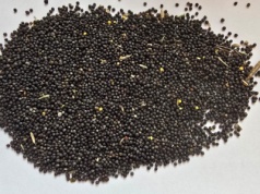 Ceny zbóż w skupach w połowie stycznia 2026 r. Rzepak idzie w górę