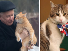 Jeden stroni od kamer, drugi jest medialną gwiazdą. Co jeszcze różni KOTA prezesa i Larrego?!