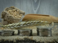 16.01.2026 Ceny skupu zbóż, kukurydzy, oleistych i strączkowych: ziarno paszowe nieco podrożało