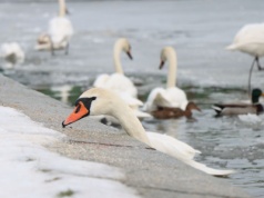 Zimowe życie nad Wisłą. Łabędzie i kaczki przyciągają spacerowiczów