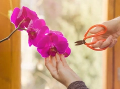 Po kwitnieniu storczyk nie odpoczywa. On czeka na Twoją decyzję