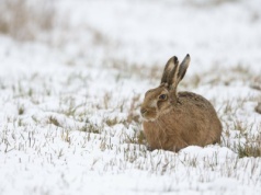 Kiedyś były ich miliony, dziś trudno je spotkać. Jest nadzieja dla szaraka?