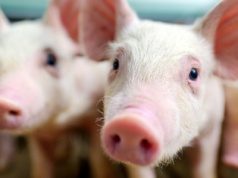 Sprzeczne sygnały z rynku warchlaków: krajowe tanieją, importowane lekko w górę