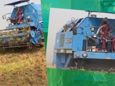 Bizon zbiera ryż w Pakistanie. Czy polskich maszyn było tam więcej?