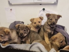 Szczeniaki ze schroniska w Koninie czekają na adopcję