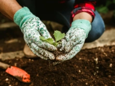 Ogrodowe Miasto, edycja druga. Legnicki ratusz czeka z pieniędzmi na działkowców
