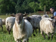Pionierski pomysł robi w Polsce furorę. Owce okazały się genialne