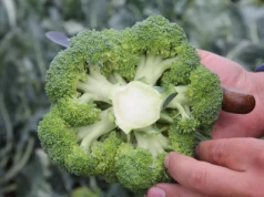 Rekordowy import warzyw do Polski. Blisko 40 tys. ton z 20 krajów i setki milionów złotych