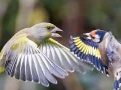Ptaki latają tam i z powrotem, więc postanowili ustalić, co się dzieje