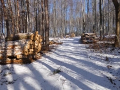 Korzeniec po wycince