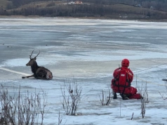Akcja ratunkowa na zbiorniku Sosnówka. Strażacy przyszli z pomocą rannemu jeleniowi.