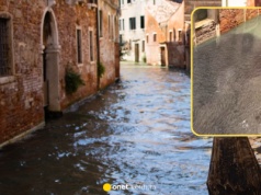 Miliony ryb w kanałach Wenecji. Eksperci wiedzą, dlaczego wynurzyły się z dna laguny