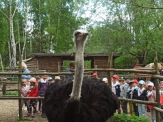 Wstrząsające! Sprawa skatowanego strusia. Został zgwałcony. Zenek zmarł po dwóch dniach agonii!