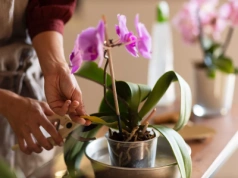 Storczyk marnieje i traci pąki? Wymocz korzenie w tym – efekt natychmiastowy