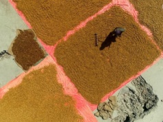 Zarabiają niecałe cztery złote dziennie. Dramat rolników w Pakistanie