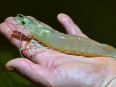 Jedyne takie miejsce w Polsce. W basenach hodowane są przysmaki