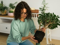 Grubosz gubi liście? Czym prędzej zrób to, by go uratować