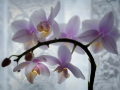 Włóż tą zaskakującą rzecz do doniczki. Storczyk obsypie się kwiatami nawet zimą