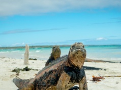 Przywiozła kiepską pamiątkę z tropików. W oku był rzadki pasożyt