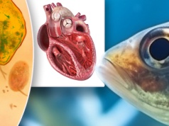 Czy jesteś mądrzejszy od przeciętnego ucznia? W tym quizie większość dorosłych wykłada się na ósmym pytaniu