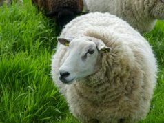 Jak ocenić kondycję owcy? Skala BCS i praktyczne wskazówki