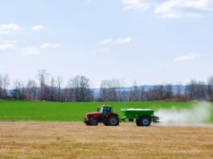Ile siarki pod rzepak i zboża? Te dawki robią plon
