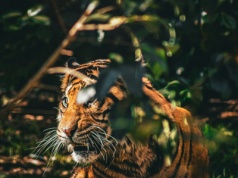 Nie gryź, jeśli nie musisz. Najdziwniejsze strategie obronne świata zwierząt