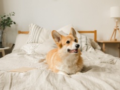 Psy nie zastępują dzieci. Badania pokazują, że mogą zwiększać szansę na rodzicielstwo