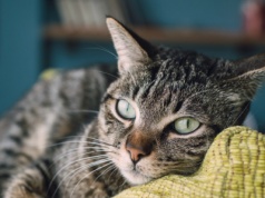 Czy dachowiec i kot europejski to to samo zwierzę? Odpowiedź zaskoczy wielu