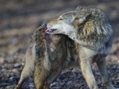 Dziwnie wyglądające wilki biegają po polskiej puszczy. Co się dzieje?