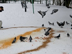 Chleb to trucizna dla ptaków. Gdyński Ekopatrol ostrzega przed dietą niosącą śmierć