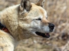 Pies Timo umierał w męczarniach. Właściciel skazany na więzienie