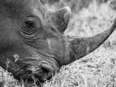 Ostatni posiłek prehistorycznego wilka. Niezwykłe odkrycie w żołądku szczeniaka