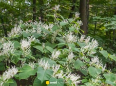 Nigdy nie sadź tych roślin w ogrodzie. Grozi za to wysoka kara