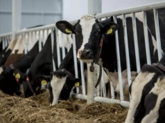 Sztuczna inteligencja ocenia krowy. Rewolucja w oborze już się zaczęła