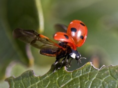 Biedronką zainteresował się już nawet Rzecznik Praw Obywatelskich