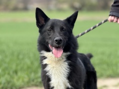 Do serca przytul psa. Sergio czeka na nowy dom