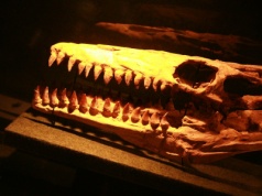 Najstarsze zwierzęta na Ziemi. Ślady sprzed 550 mln lat