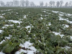 Śnieg stopniał, a przed nami znów silne mrozy. Odmienna sytuacja rzepaku w Polsce