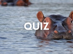 Quiz wiedzy o zwierzętach. 50% z was nie jest w stanie zdobyć 6/10
