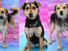 Dragon, Mania i Fox ze Schroniska dla Zwierząt w Zawierciu szukają nowych domów