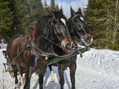Konie w Tatrach będą kursować w nowym miejscu. "Ekskluzywna trasa"